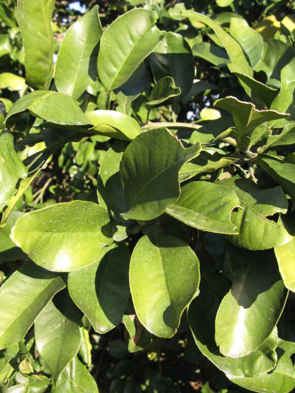            Sun leaves (Winter Haven, FL)   